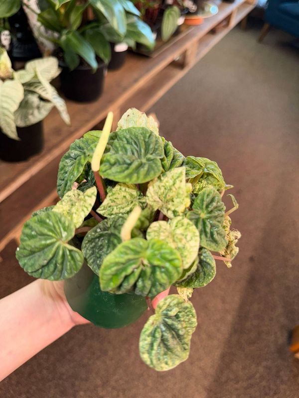 4&quot; Peperomia Caperata Var. 