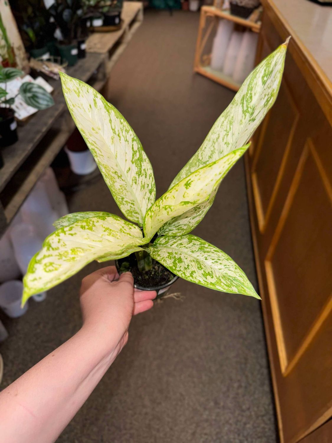 4&quot; Dieffenbachia Vesuvius