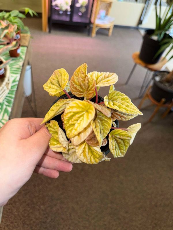 4&quot; Peperomia Quito