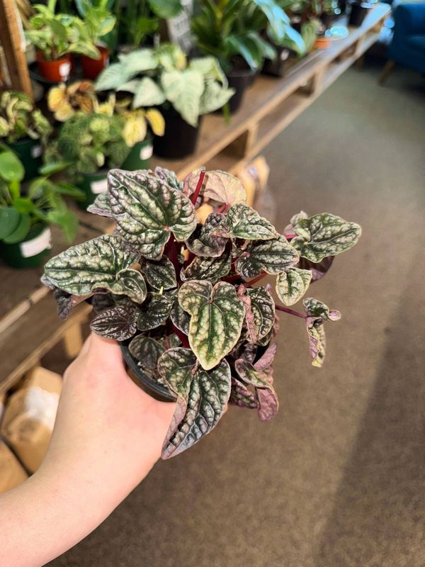 4&quot; Peperomia Red Ripple