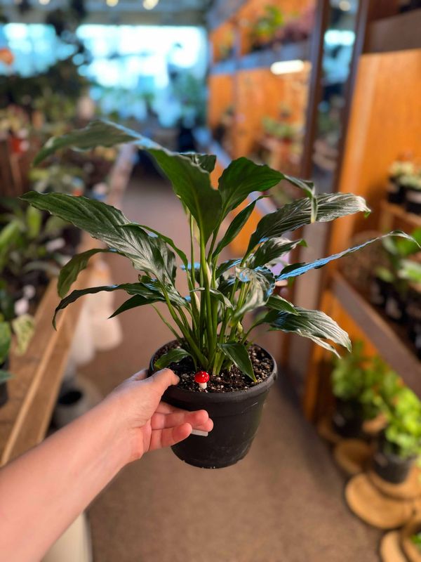 6.5&quot; Peace Lily (Spathiphyllum)