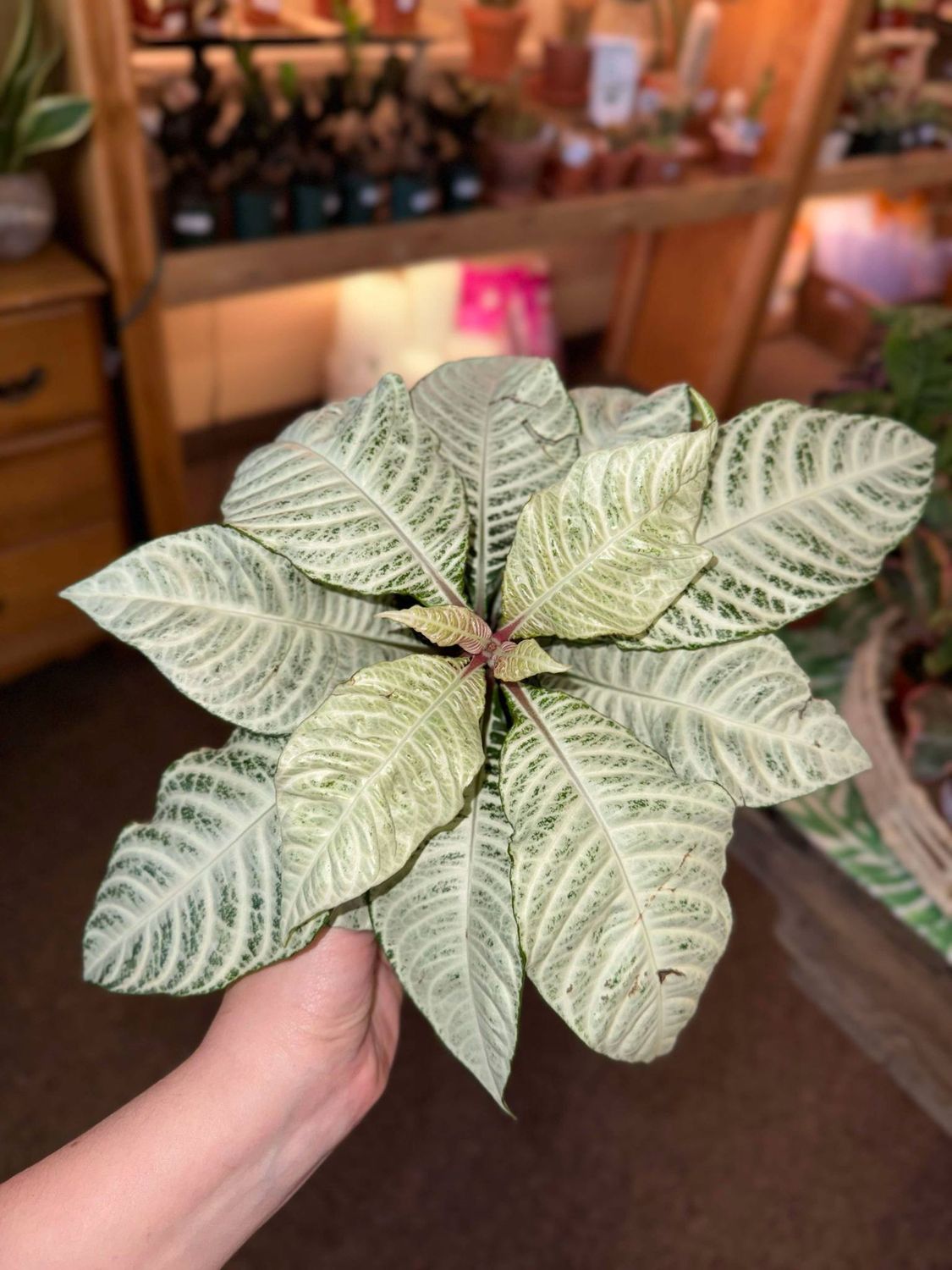 6&quot; Aphelandra Snowflake (Zebra Plant)