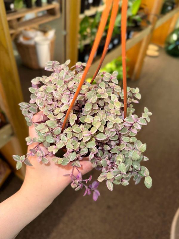 4&quot; Tradescantia Callisia (Pink Panther)