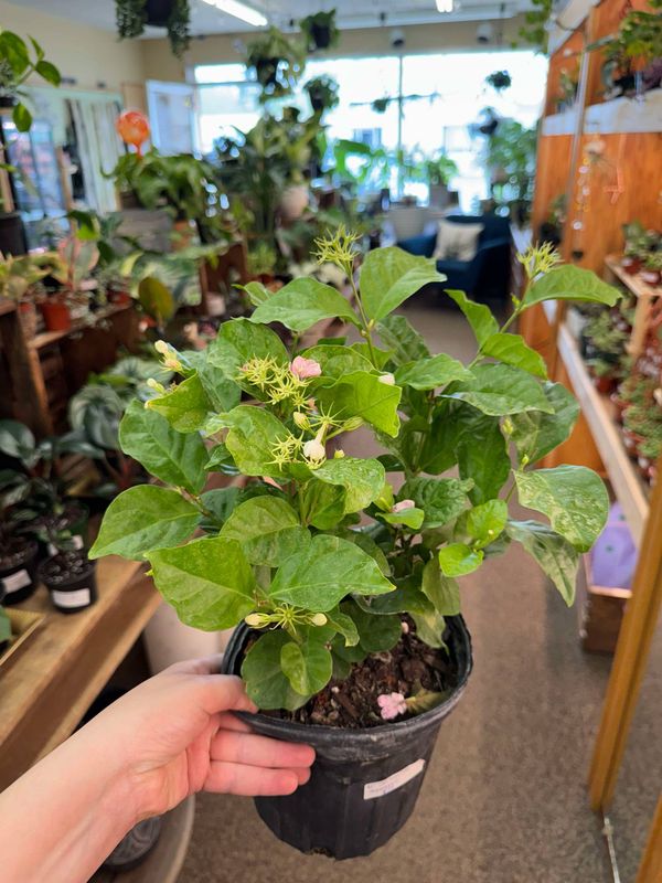 6&quot; Jasmine Sanbac (White Flowers)