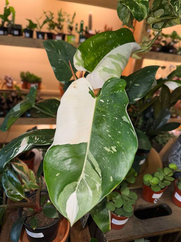 6&quot; Philodendron White Princess