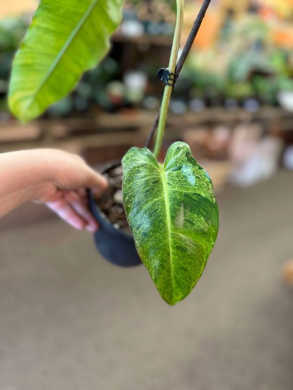 6&quot; Philodendron Pariso Verde