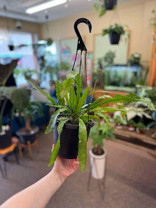 6.5&quot; Rhipsalis Red Fire