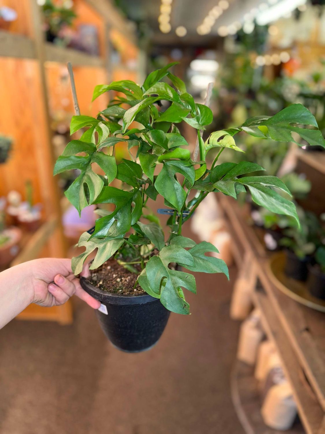 6.5&quot; Rhapidophora Tetrasperma