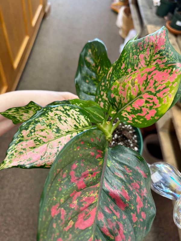 6&quot; Aglaonema Red Valentine