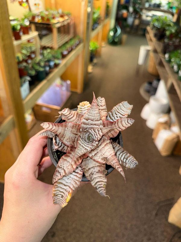 4&quot; Cryptanthus Fosterianus