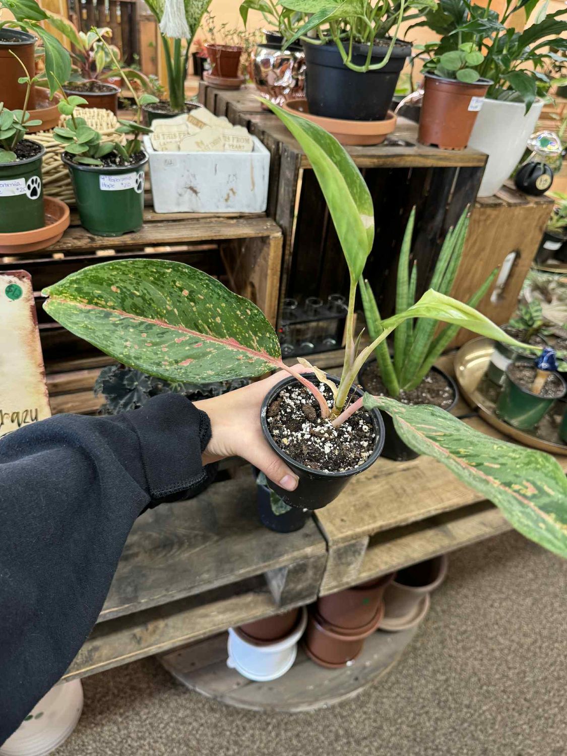 4&quot; Aglaonema Sparkling Sarah