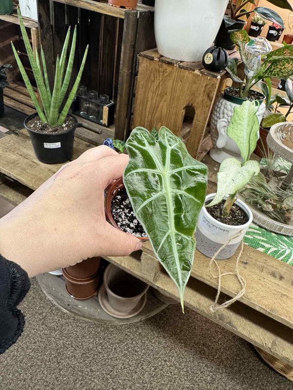 3&quot; Alocasia Pseudo Sanderiana