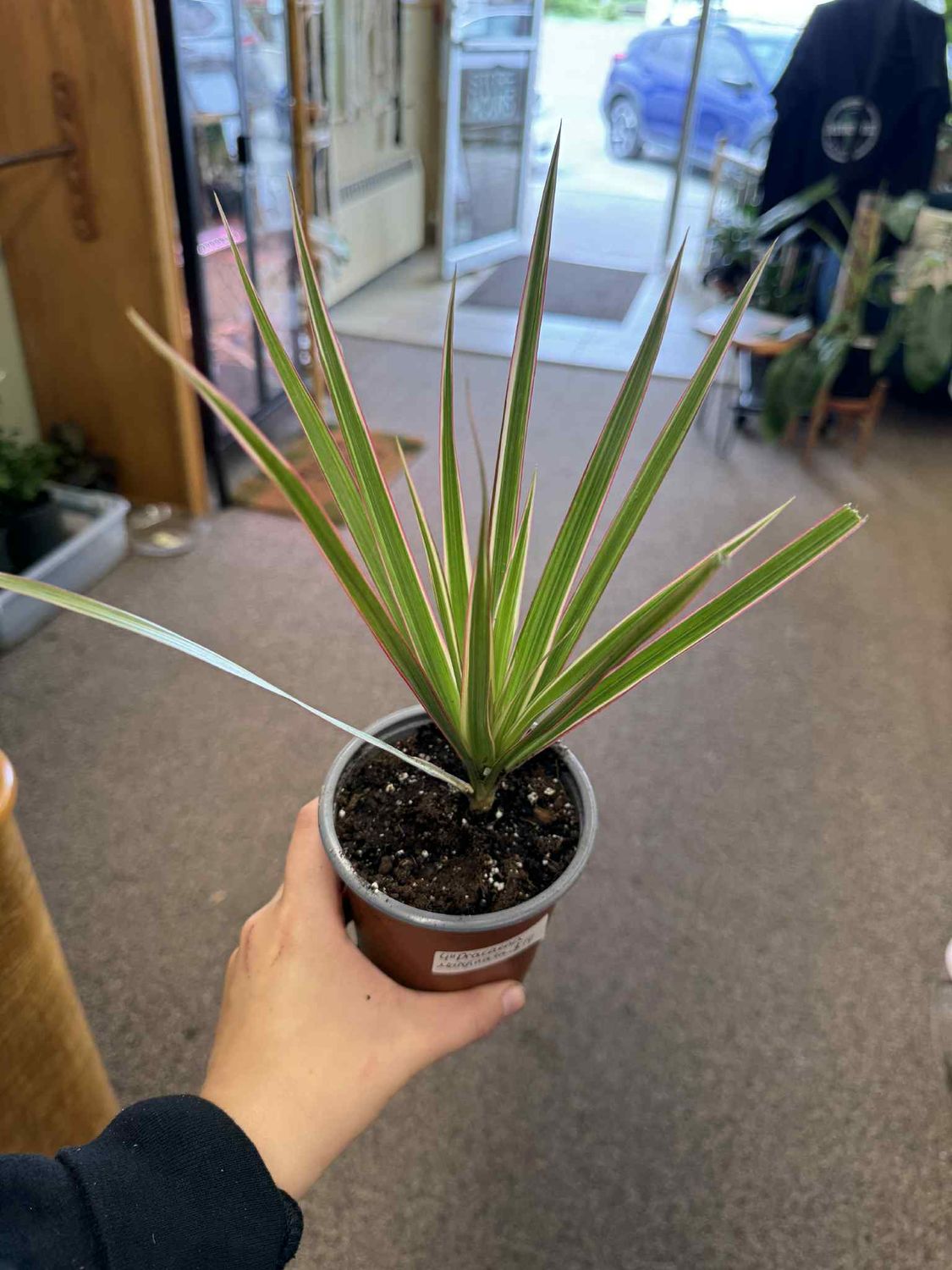4&quot; Dracaena Marginata
