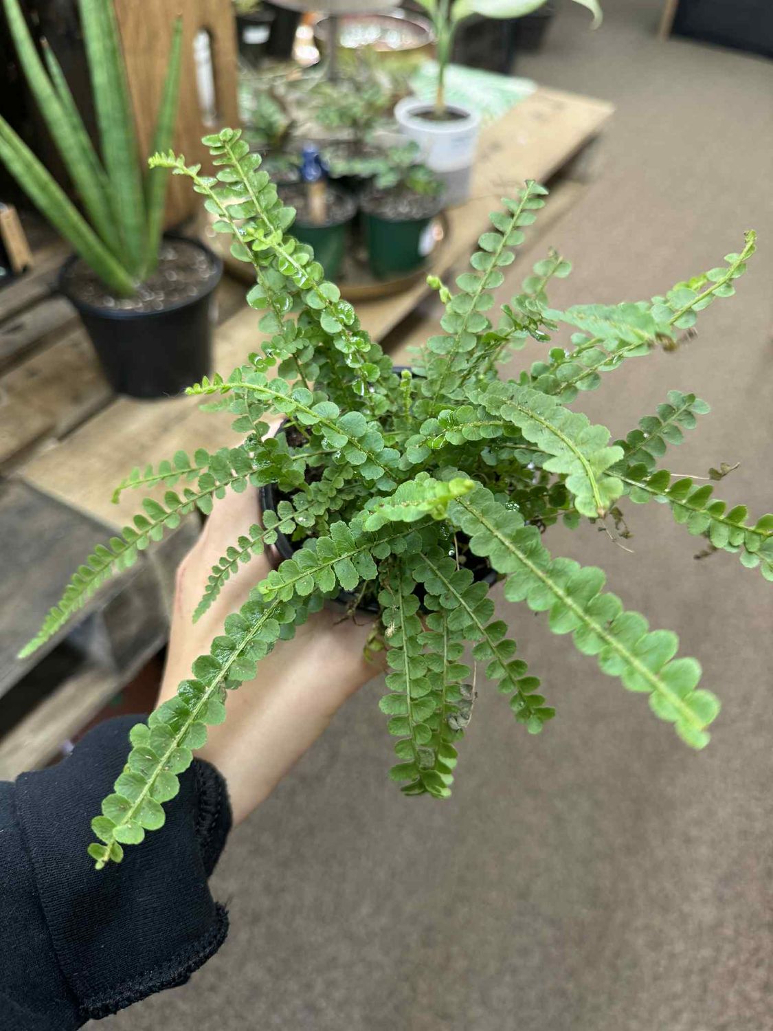 4&quot; Lemon Button Fern