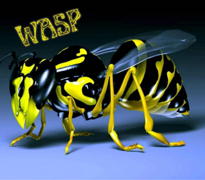 Black and Yellow Wasp