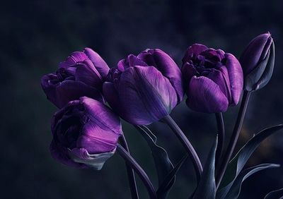 Purple Tulips Small Velvet Panel