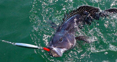 Bottom Fish