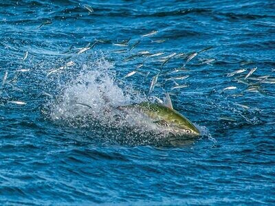Funny Fish