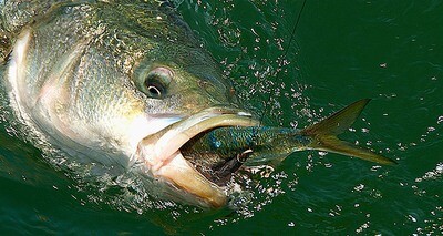 Striped Bass