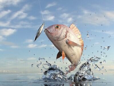 Hardbaits
