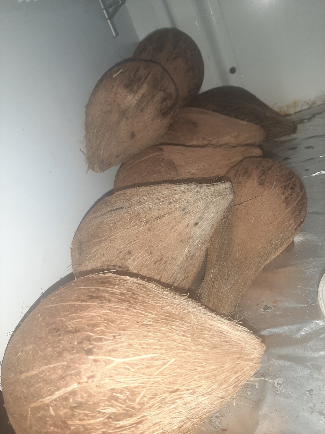 Coconuts