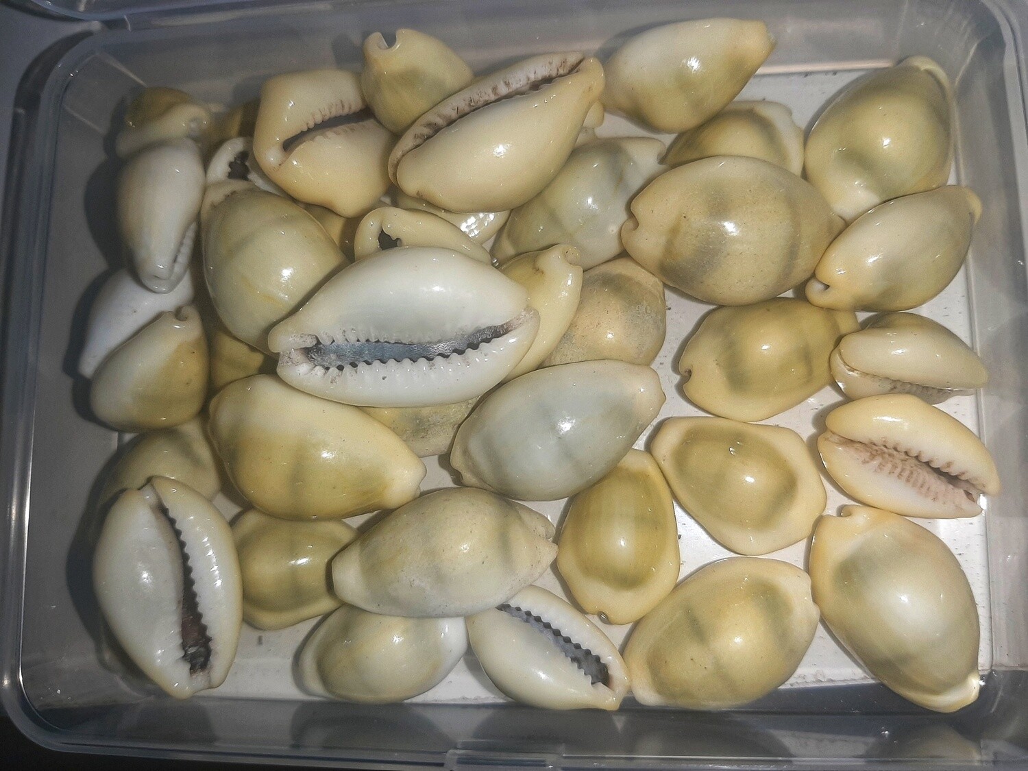 Yellow Cowrie Sea Shells (Lakshmi)