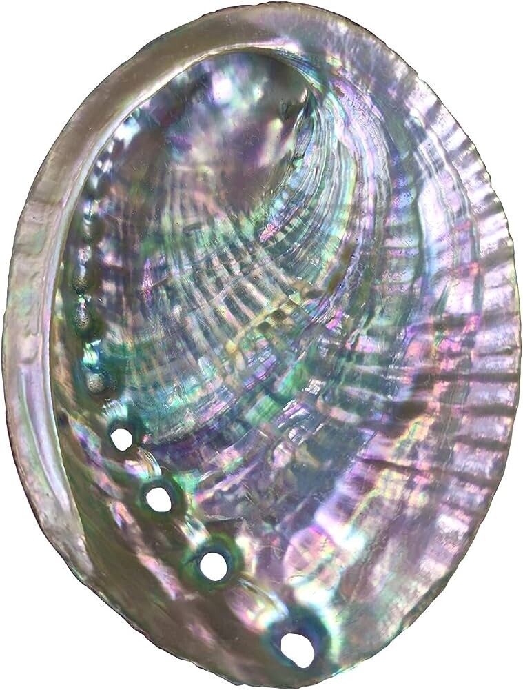 Abalone Shell Bowl