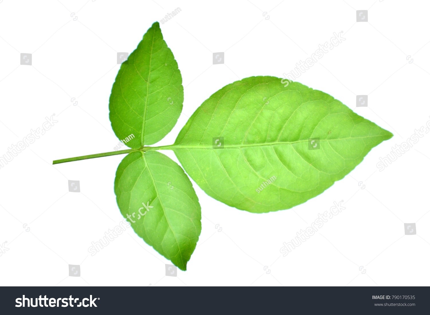 Leaves