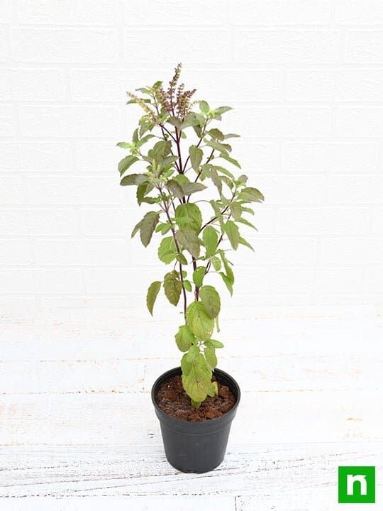 Leaves, TYPE: Tulsi-21