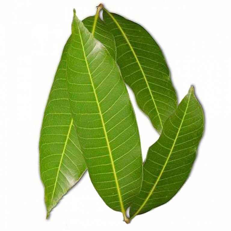 Leaves