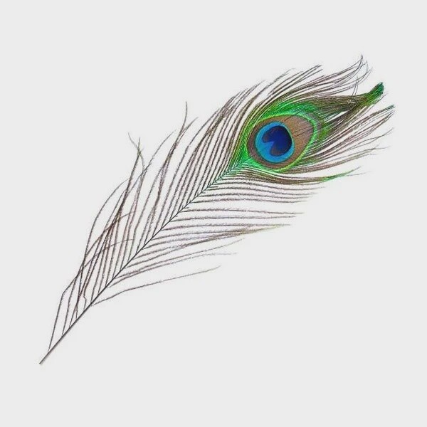 Peacock Feather