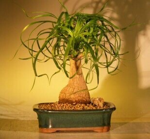 Ponytail Palm Bonsai Tree - Medium (beaucamea recurvata)