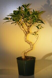 Pre Bonsai Ficus Retusa Bonsai - LargeCurved Trunk Style