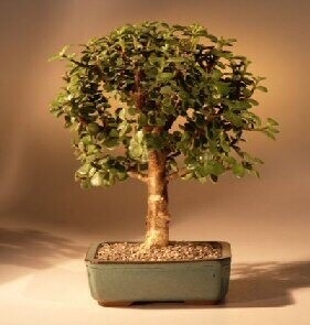 Baby Jade Bonsai Tree - Medium(Portulacaria Afra)