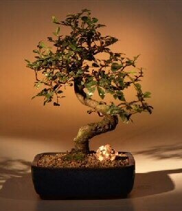 Chinese Elm Bonsai Tree - Medium Curved Trunk Style (Ulmus Parvifolia)