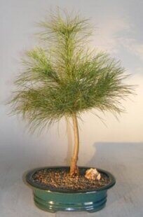 Eastern White Pine Bonsai Tree(pinus strobus-manis)