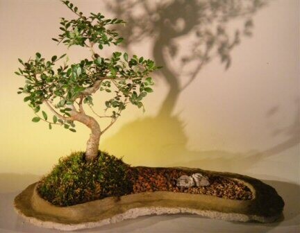 Chinese Elm Bonsai Tree  On Rock Slab(ulmus parvifolia)