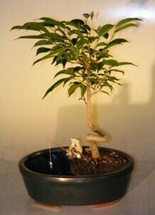 Ficus Bonsai Tree in a Water/Land Container Coiled Trunk Style (ficus