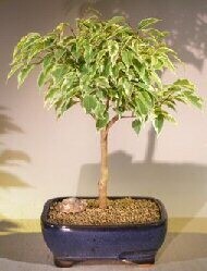 Ficus Breeze Bonsai Tree Large - Variegated(ficus benjamina)