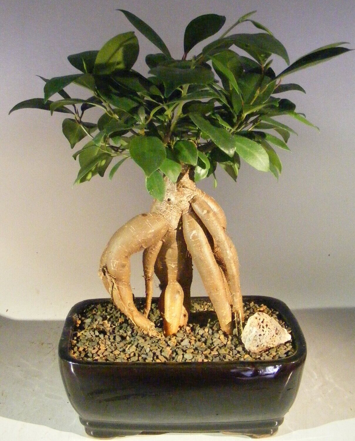 Ginseng Ficus Bonsai Tree - Medium (Ficus Retusa)