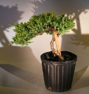 Pre Bonsai Juniper Bonsai Tree - Staked(Juniper Procumbens "nana")
