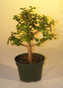 Pre Bonsai Baby Jade Bonsai Tree  - Medium(Portulacaria Afra)