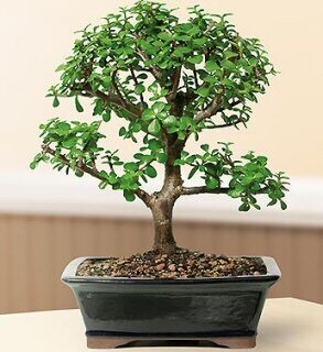 Baby Jade  Bonsai Tree - Large(Portulacaria Afra)