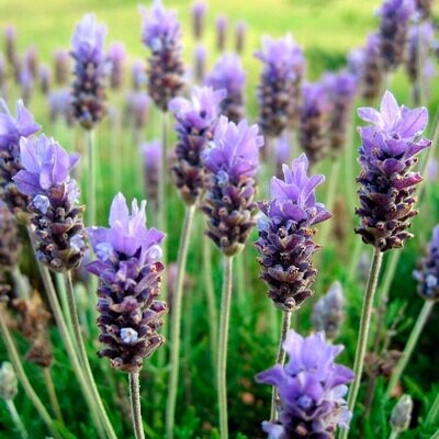 Lavender Purple Oil Cuticule