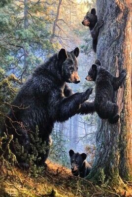 4 Bears