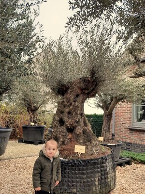 Olijfboom Pata 140/180 Olijfboom Pata 140/180