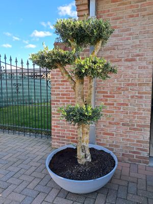 Olijfboom (plato) tarrina peq. in design schaal Cosapots Olijfboom (plato) tarrina peq. in design schaal Cosapots