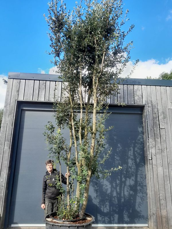 Quercus ilex meerstam - 350-400 cm