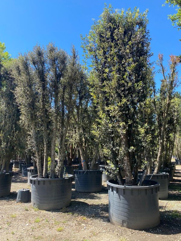 Quercus ilex meerstam 500-600 cm