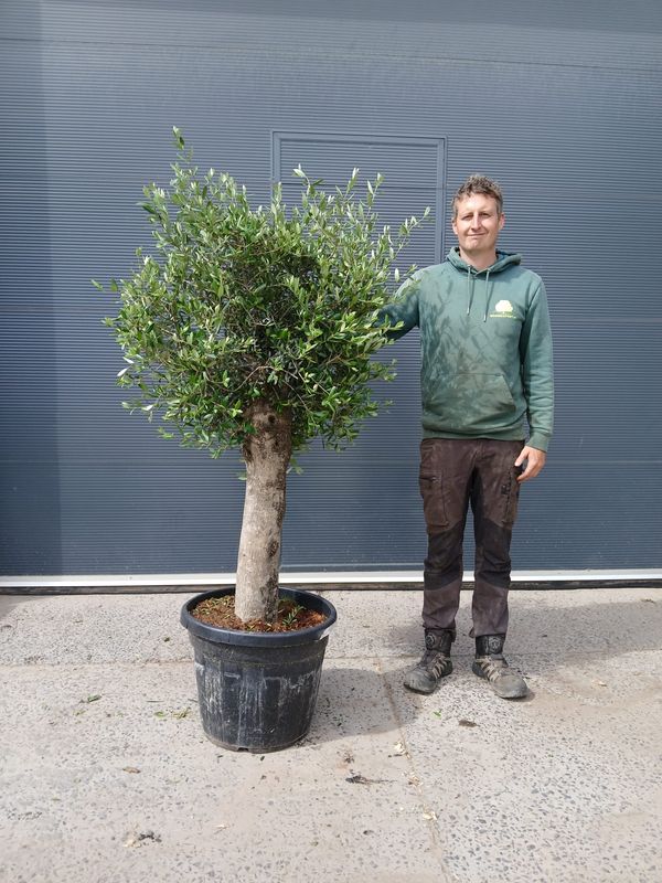 Olijfboom Arbequina 'Bola' 30/40